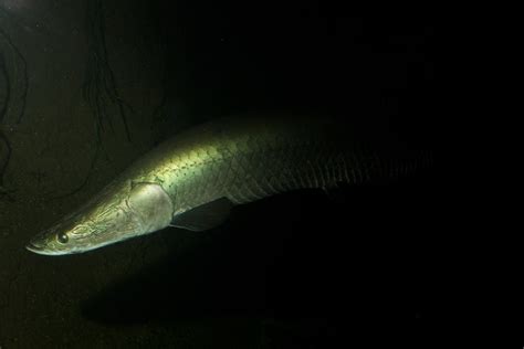 Arapaima Brian Gratwicke Flickr