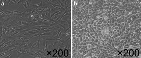 Morphology Of The Purification Of Fibroblasts And Epithelial Like Cells