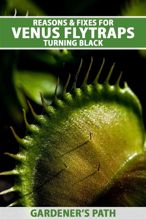 Why Is My Venus Flytrap Turning Black Gardener’s Path