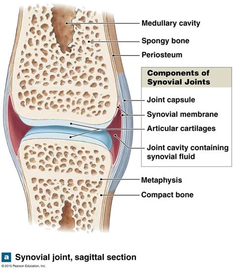 Synovial Joint Labelled Diagram