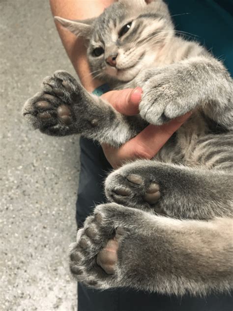 Polydactyl Toe Beans Rtoebeans