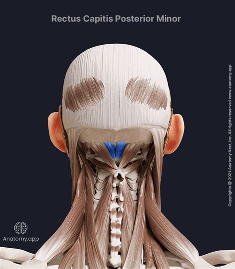 Rectus Capitis Posterior Minor Encyclopedia Anatomy App Learn Anatomy 3d Models