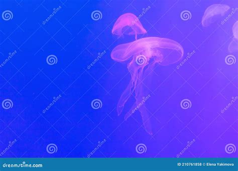 Translucent Moon Jelly Jellyfish Aurelia Aurita In Blue Water Stock