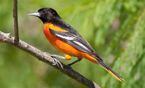 Oriole New World Facts Types Diet Reproduction Classification Pictures