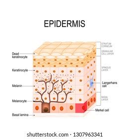 Best Epidermis Royalty-Free Images, Stock Photos & Pictures | Shutterstock