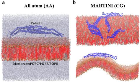 Simulation Systems Atomistic And Coarse Grained MARTINI Molecular