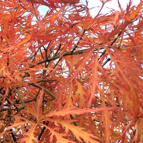 Acer Palmatum Atropurpureum Vente Erable Du Japon Pourpre