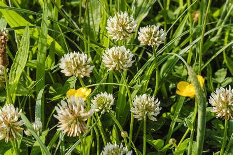 Witte Klaver Trifolium Repens Vlinderbloemfamilie Kwekerij Flora