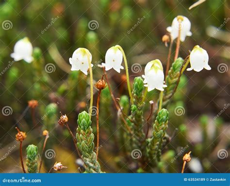 Cassiope Tetragona Arctic Bell Heather Royalty Free Stock Image