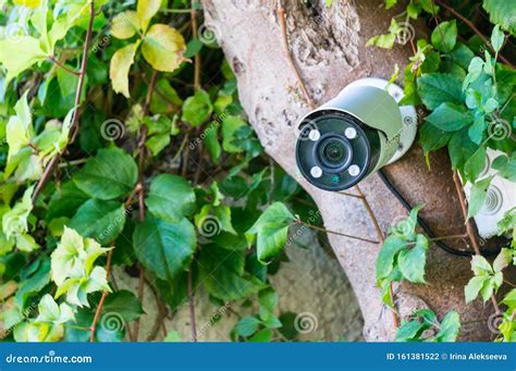 Covert Video Surveillance Camera On A Tree Among Greenery Stock Photo