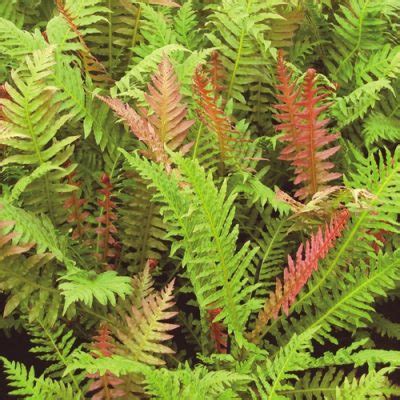 Crested Brazilian Tree Fern Casa Flora