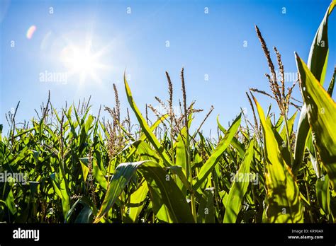 The Sun Shining Down On Corn Plants In A Corn Field Stock Photo Alamy