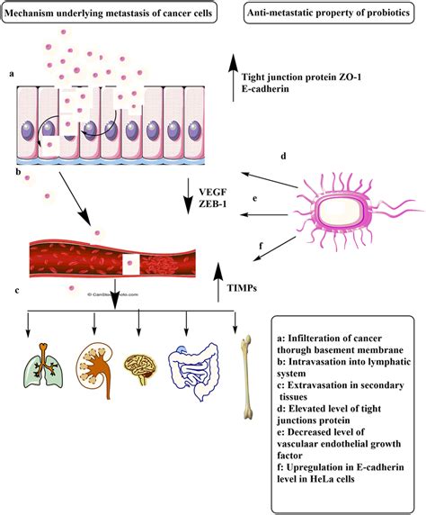 Diagrammatic Representation Of The Mechanism Of Cancer Metastasis And