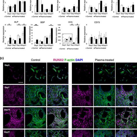 Evaluation Of Osteogenic Differentiation Of Bone Marrow Stem Cells On