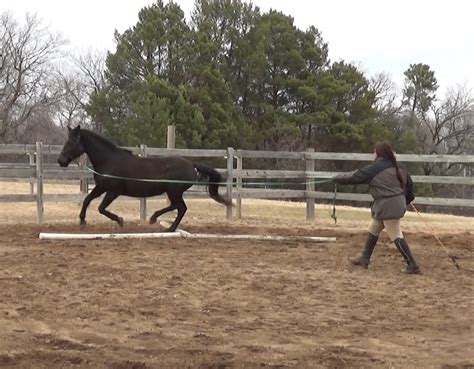 Canter | Naturally Gaited Horse