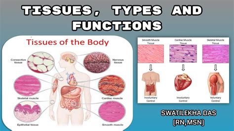 The Four Categories Of Tissue