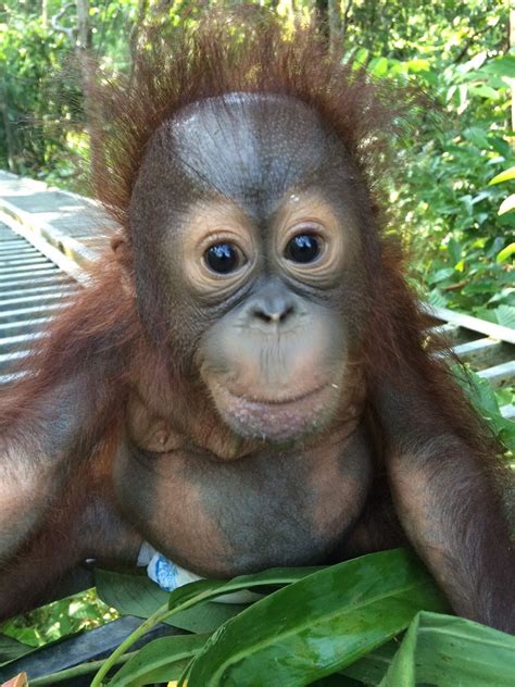Meet Josh the Orphaned Baby Borneo Orangutan | Baby orangutan, Borneo ...