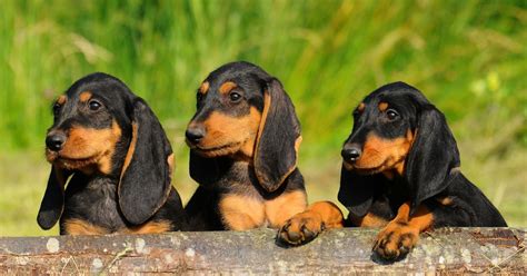 Chien courant italien prix caractère alimentation santé