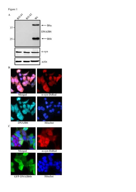 Pdf The Molecular Chaperones Dnajb And Hsp Cooperate To Suppress