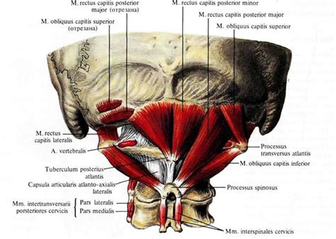 대후두직근 소후두직근 Rectus Capitis Posterior Major Minor 상두사근 하두사근 Oblique Capitis Superior