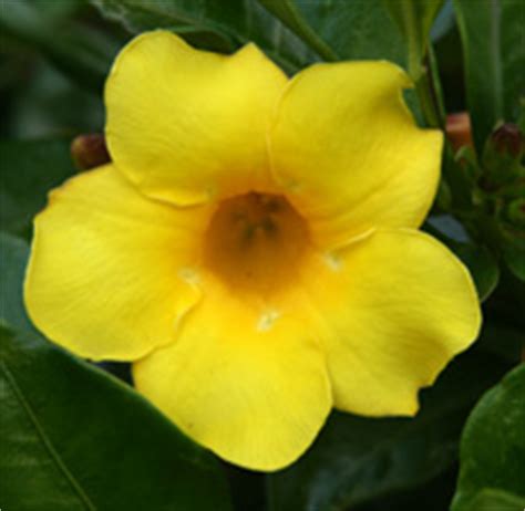 Golden Trumpet Allamanda Cathartica Master Gardener Program