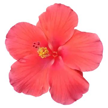 Watercolor Red Hibiscus Flower Hibiscus Flowers Jobaful Png