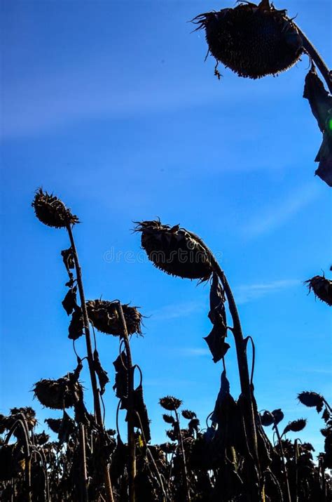 Dried Ripe Sunflowers On A Sunflower Field In Anticipation Of The