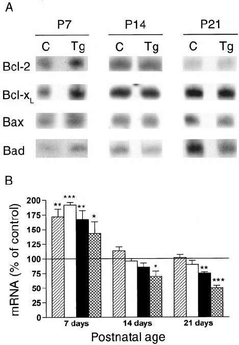 Effects Of IGF I Overexpression On Bcl X L Bcl 2 Bax And Bad MRNAs