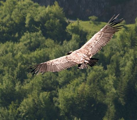 Sjeni Ko Jezero Westserbia Org