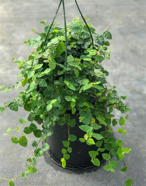 Ficus Pumila Creeping Fig Plants4Home