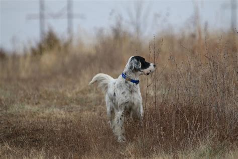 Beginners Guide To Training A Ryman Type Setter