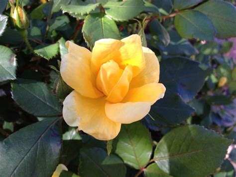 YELLOW Knock Out Roses. Very rare with a lovely fragrance!