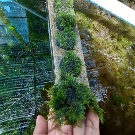 Jual Mos Mini Crismost Media Wabikusa Tanaman Aquascape Hiasan Aquarium