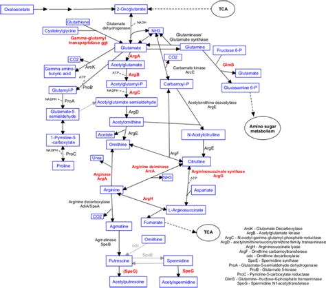 Detected Regulation In The Arginine Metabolism Relevant Enzymes That Download Scientific