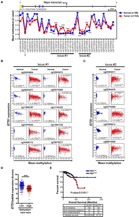 Frontiers Ets Suppresses Tumorigenesis Of Human Breast Cancer Via