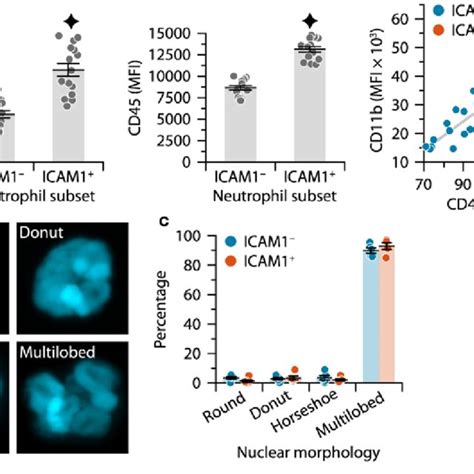 Pdf Icam Neutrophils Promote Chronic Inflammation Via Asprv In B