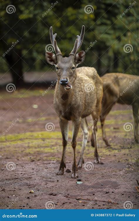 Deer Activity In Captivity Stock Photo Image Of Savanna