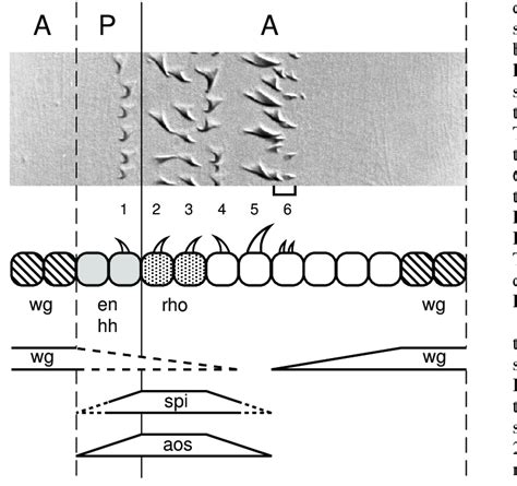 Segmental Sources Of Egfr And Wg Signalling In The Embryo And Their