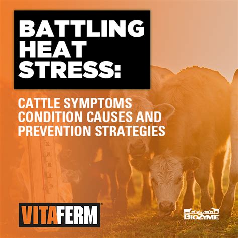 Heat Stress Cattle Symptoms Causes And Prevention Strategies