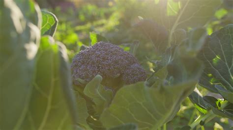 Broccoli Plant Leaves Giving Green To A Purple Plant 41056941 Stock