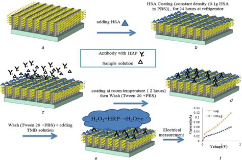 Schematic Representation Of Immunosensor Fabrication Process A