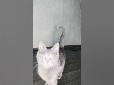#cat #котенок #дымок #лапочка - YouTube