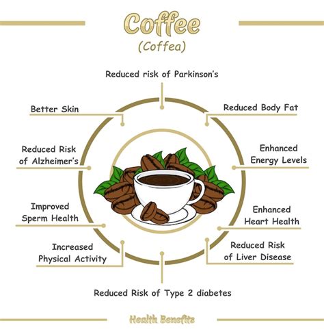 Kaffee Agraroekosystem Vektoren Und Illustrationen Zum Kostenlosen