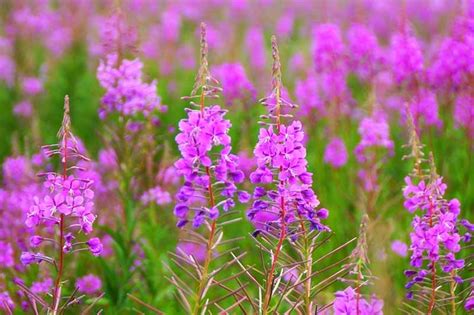 15 Of The Best Native Wildflowers For The Us And Canada