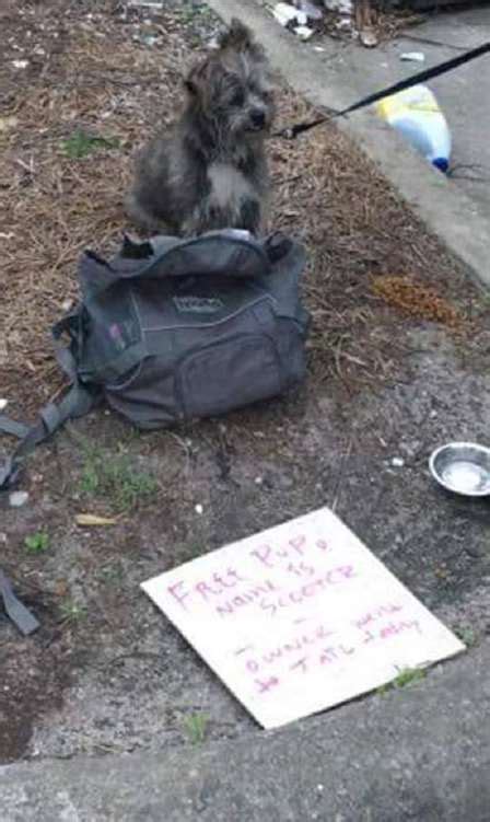 C O Abandonado Ao Lado De Lixeira Bilhete Muito Triste Mercadoetc