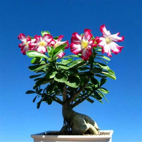 Jual TANAMAN ADENIUM OBESUM UKURAN BESAR BONGGOL BESAR ADENIUM OBESUM