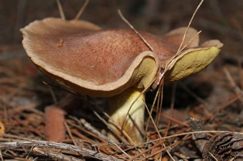 La Nature Champignons Automne Photo Gratuite Sur Pixabay Pixabay