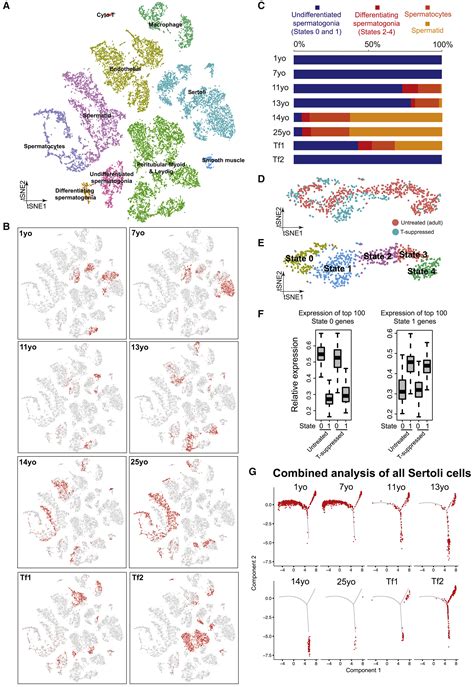 The Dynamic Transcriptional Cell Atlas Of Testis Development During