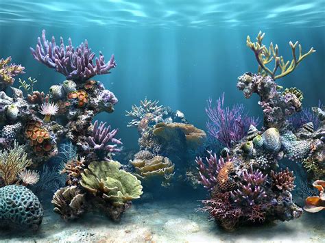 Coral Reef Wallpaper HD - WallpaperSafari