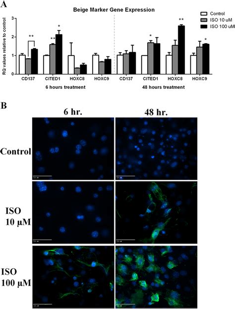 Expression And Immunofluoresence Staining Of Beige Adipocyte